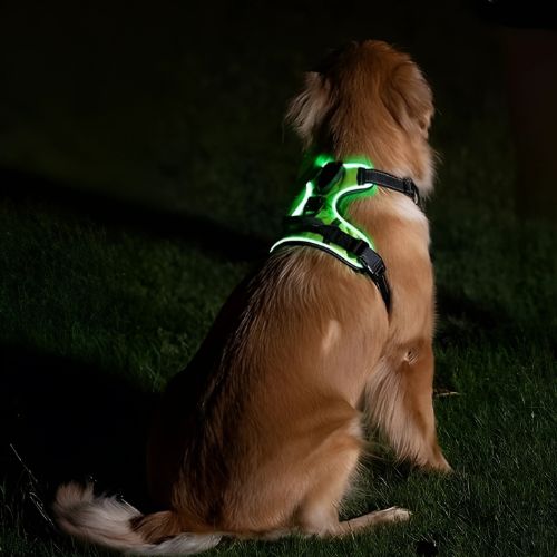 PawGear LED Ljus -Lysande hundsele